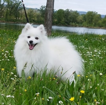Tokyo du chant des rossignols