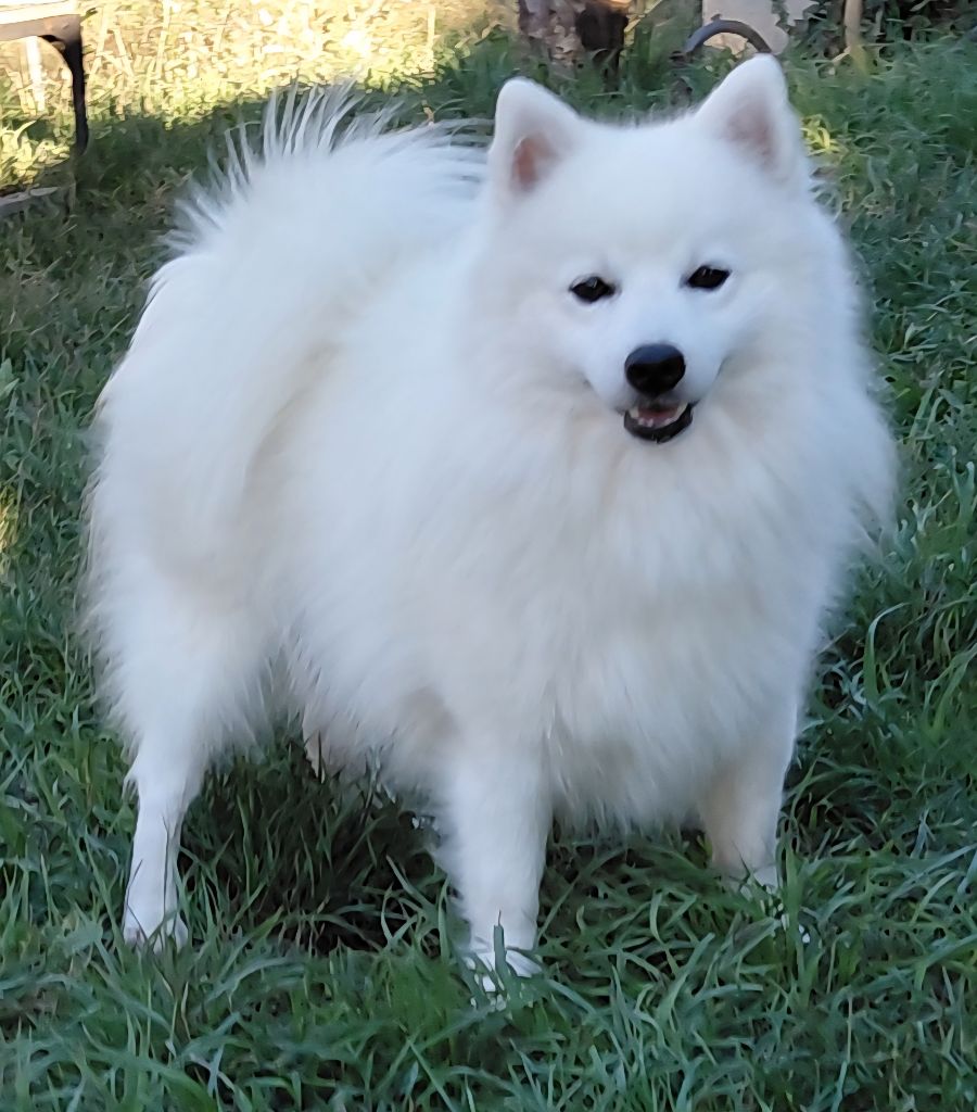 Noblewhite Justin