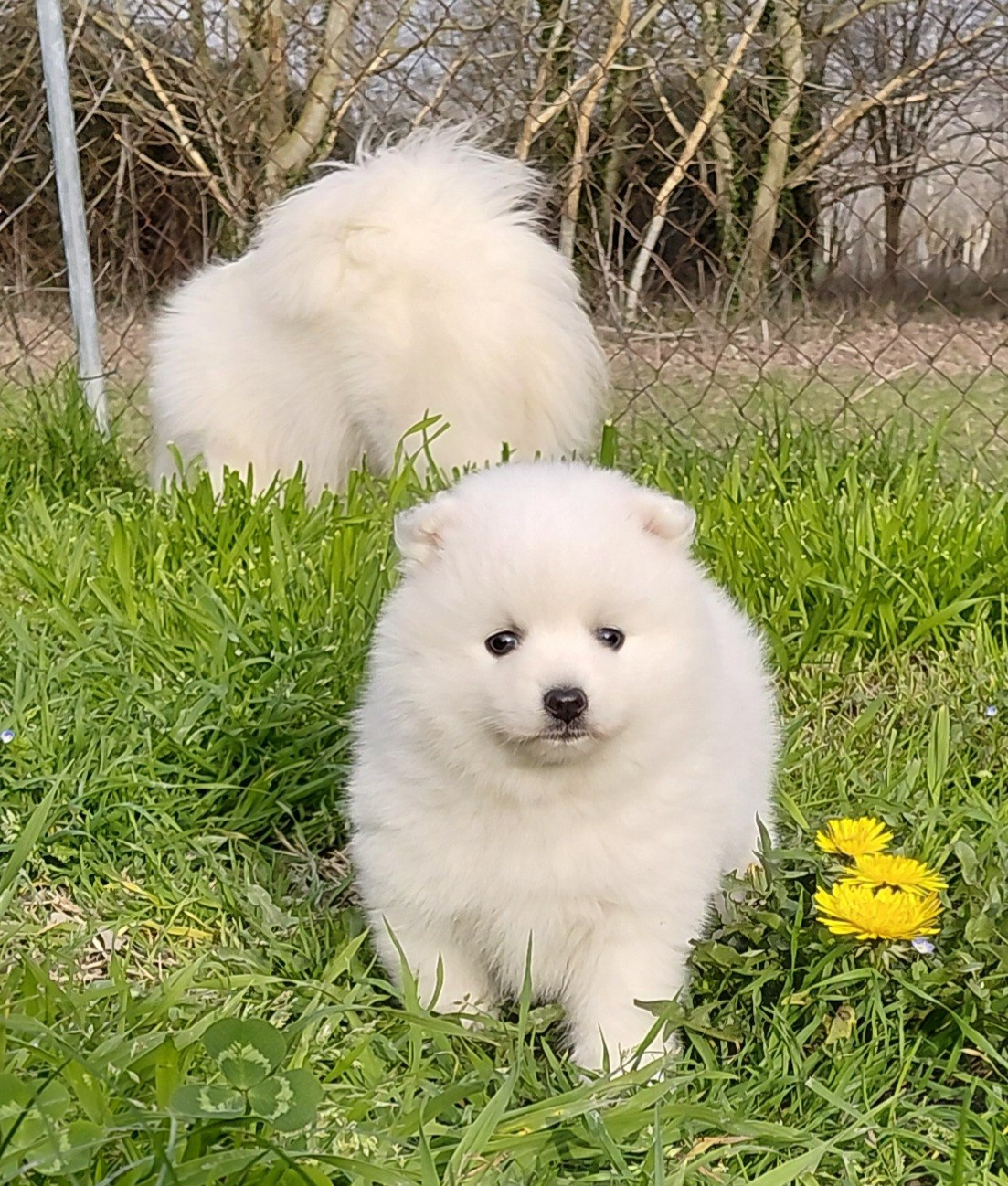 du chant des rossignols - Chiots disponibles - Spitz japonais