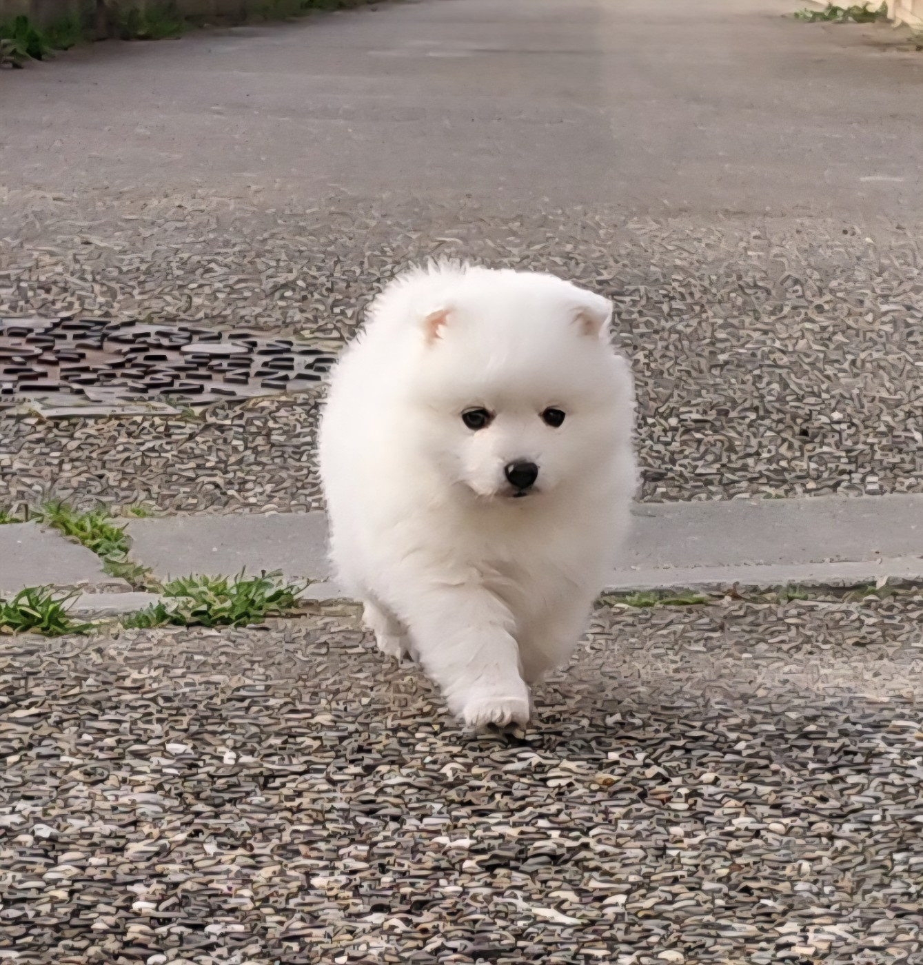 du chant des rossignols - Chiots disponibles - Spitz japonais