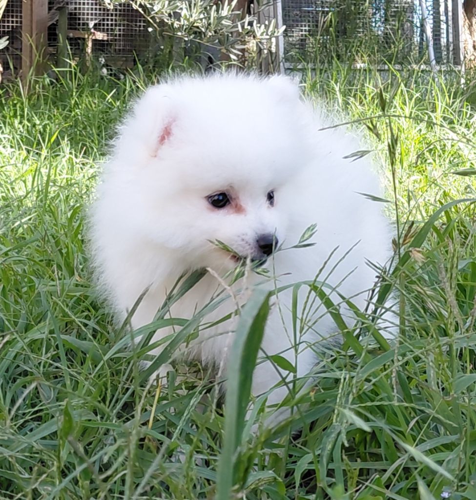du chant des rossignols - Chiots disponibles - Spitz japonais