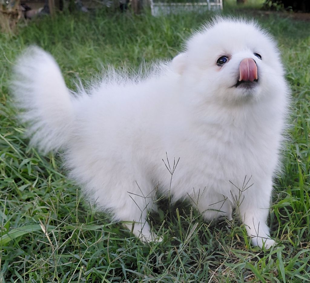 du chant des rossignols - Chiots disponibles - Spitz japonais