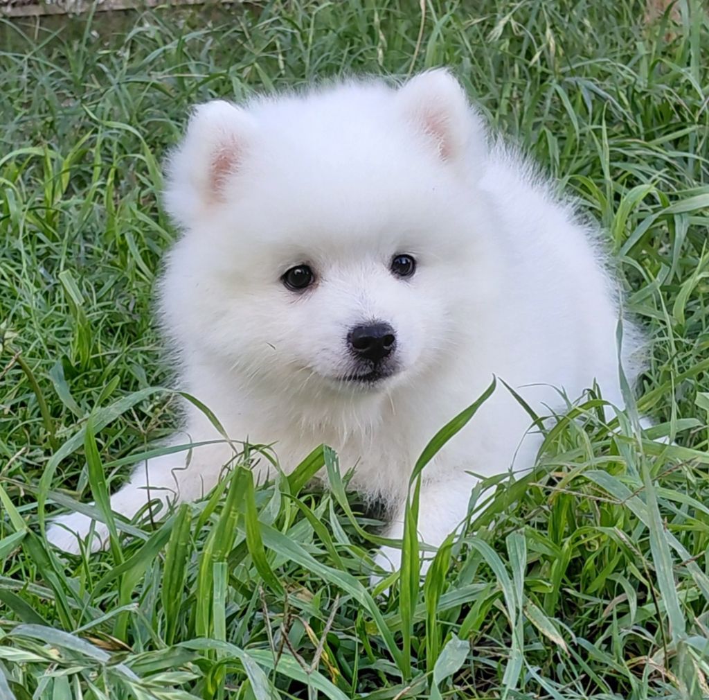 du chant des rossignols - Chiots disponibles - Spitz japonais